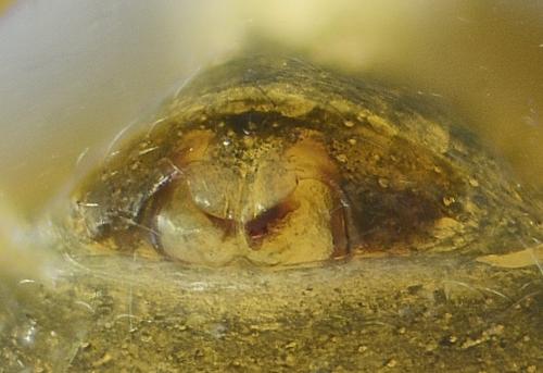 Réf. 236 152 : Entelecara acuminata